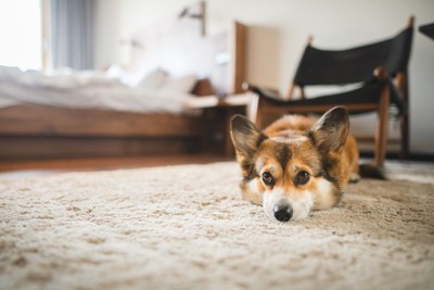 うつ伏せで寝ている犬