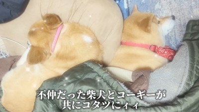 枕を奪われたスティーブくん