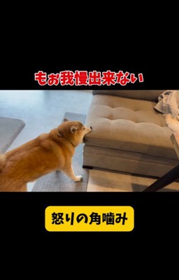 パパがお仕事に行くのを嫌がるおもち君9