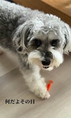 もなかちゃんの成長5