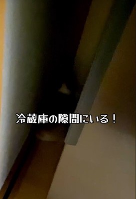 隠れてしまいました！