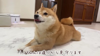 うにちゃんは遠くから見守り