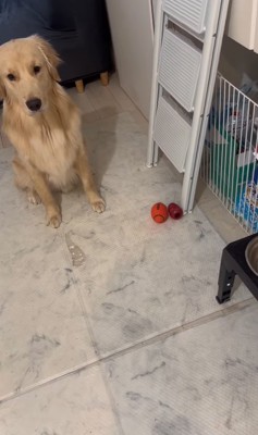 食事しようとしない大型犬