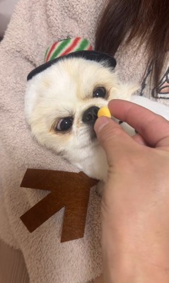 ぽてと君の瞬発力4