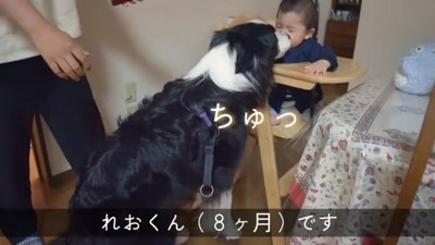 れおくんにご挨拶するまろちゃん