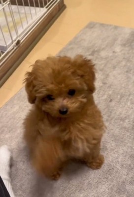 オテするあられちゃん