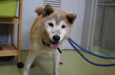 リードに繋がれ笑顔でカメラを見つめる老犬