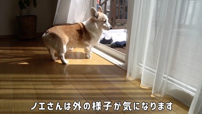 窓からお外を眺めてみる