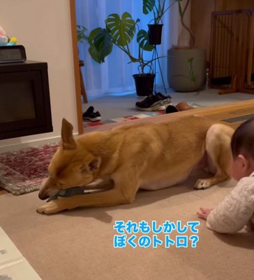 床の上で横になっておもちゃを咥えている犬