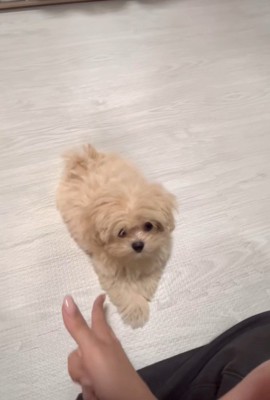 芸を披露するみるくちゃん5