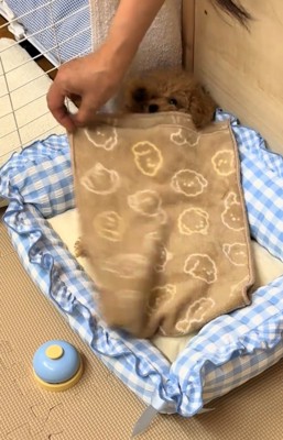 布団の上に前足を出そうとしている犬