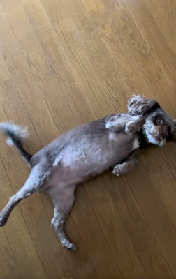 ヘソ天するペコちゃん