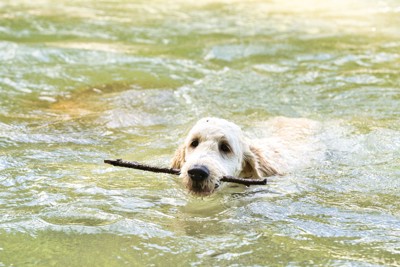 川で水遊びする犬