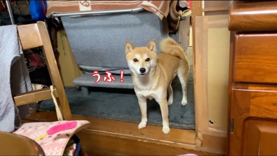 小さな声で鳴く犬