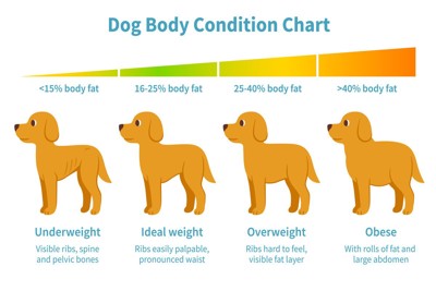 Dog body weight chart