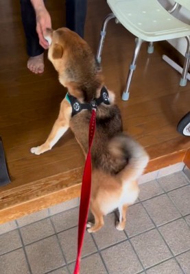 ヒコーキ耳のはちちゃん