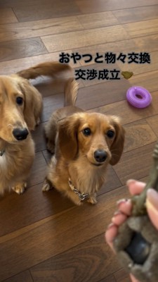 おやつと洗濯ボールを物々交換したダックス
