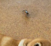 犬の方へ歩いて行くカニ