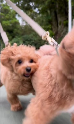 お母さんを見つけた時の福ちゃん＆米ちゃん⑩