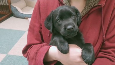 女性に抱かれる犬