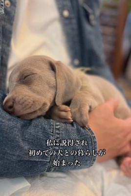 抱っこされる子犬