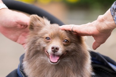 犬を撫でる2つの手