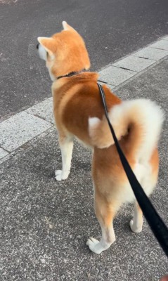 何かを見つけた秋田犬