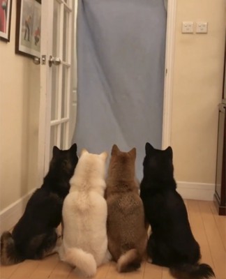 持ち上がった布を見上げる4匹の犬