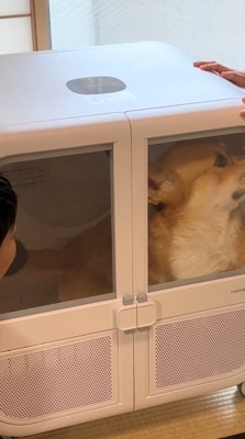 男の子に背中を撫でられる犬