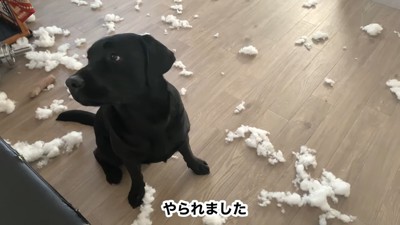 綿を散らかす犬