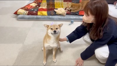 女性に撫でられる雄の柴犬