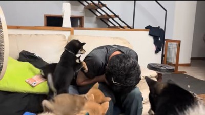たくさんの犬2