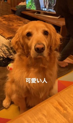 質問にお返事するこたつ君