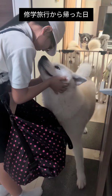 女の子に撫でられて、女の子の顔を見上げる犬