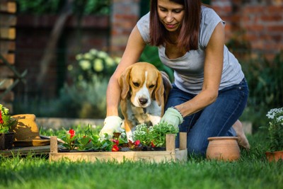庭仕事をする女性と犬