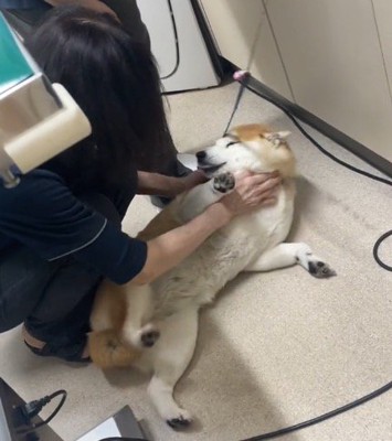 女性の獣医の顔を見つめる犬