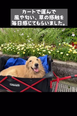 お散歩も欠かさない