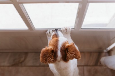 ドアの外を眺める犬