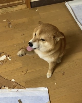 前足を上げる犬