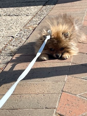 お散歩デビュー