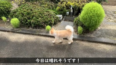 起きたらお庭をお散歩♪