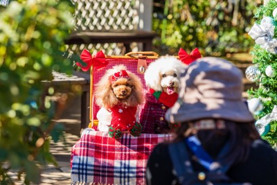 犬を撮影する女性