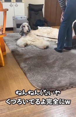 くつろぐ大型犬