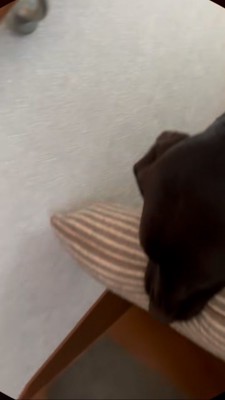 朝、クッションを咥えている黒ラブ