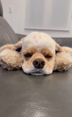 普段のエルくんのお顔4