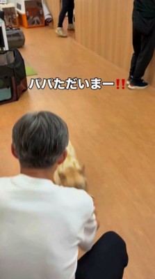 男性のところへ駆け寄る犬