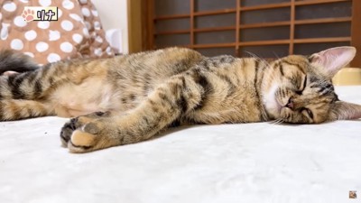 寝る猫