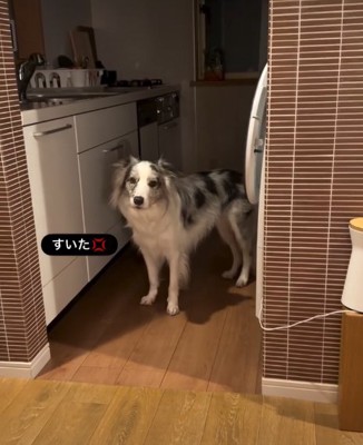 こちらを見つめる犬1