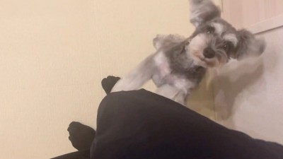 ティノちゃんとパパさんの再会3