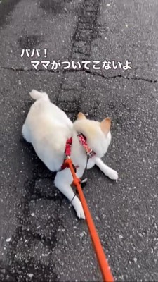 ママさんがいないことに気づいた柴犬